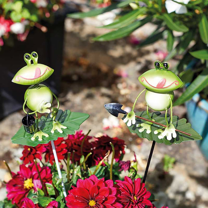 Flamboya Frogs