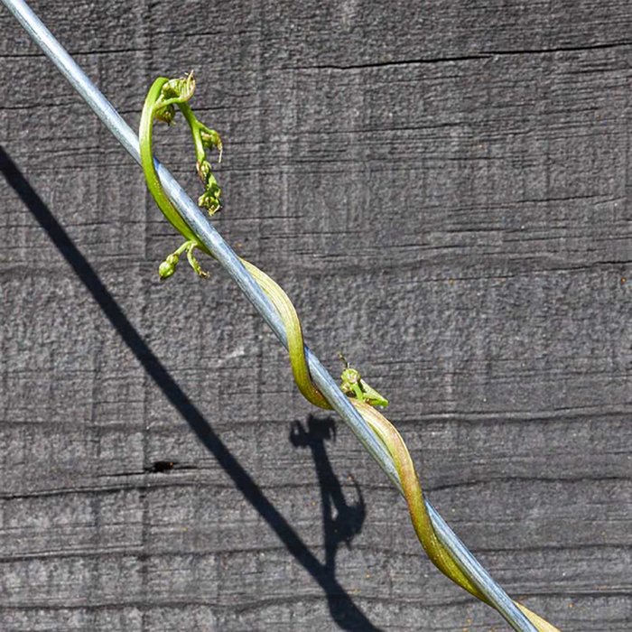Smart Garden Galvanised Wire 3Mm X 25M