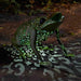 Smart-Solar-Frog