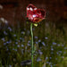 Smart-Solar-Red-Rose-