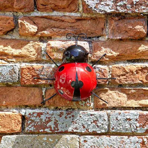 Flamboya-Large-Ladybird