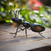 Flamboya-Large-Ant