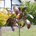 Flamboya-Oak-Leaf-