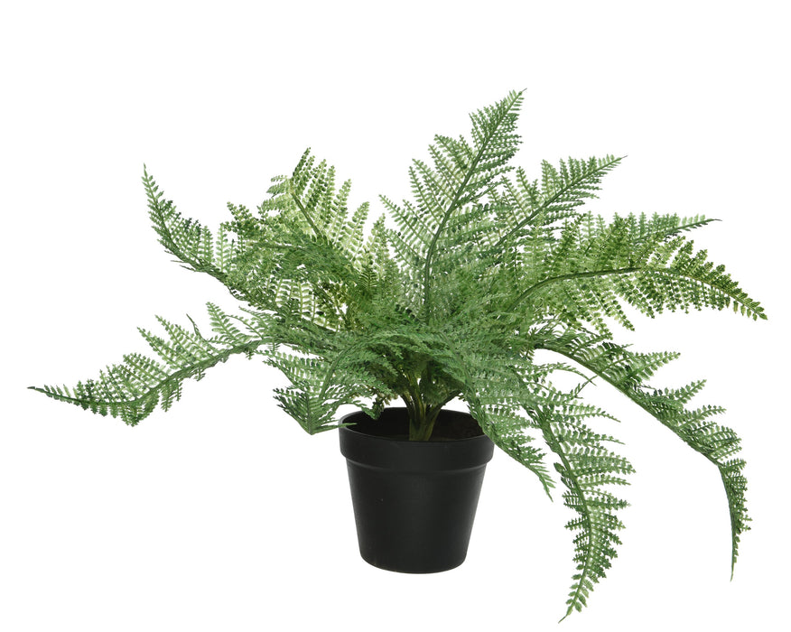 Fern-In-Pot