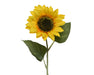 Sunflower-Stem