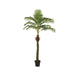 Palmtree-In-Plastic-Pot