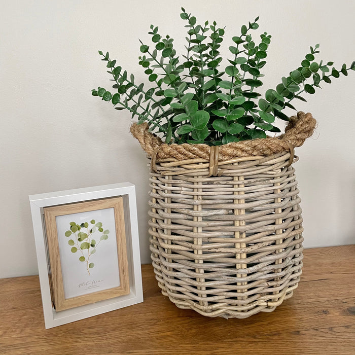 Eucalyptus in White Pot