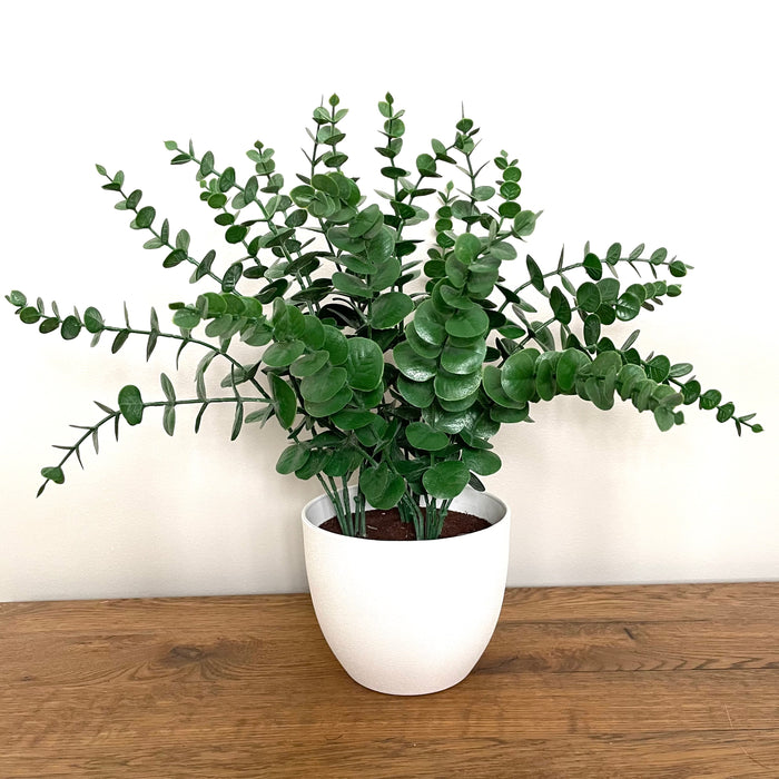 Eucalyptus in White Pot